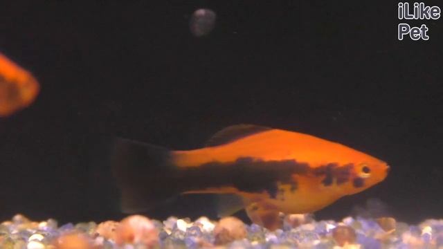 Уход за рыбкой меченосец смотреть онлайн