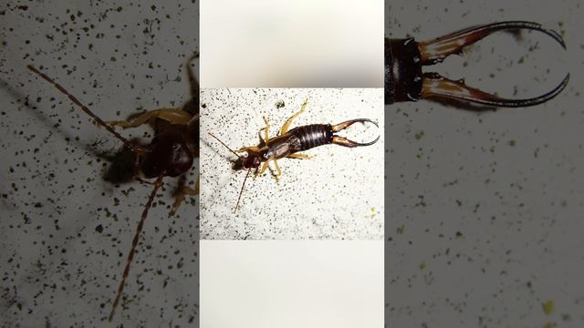 Это может жить в твоем доме или квартире смотреть онлайн