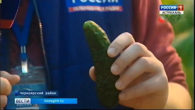 В Астраханской области выращивают огурцы и томаты в вате смотреть онлайн