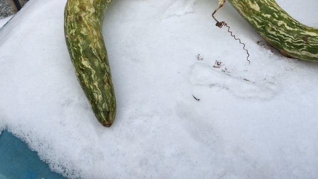 Осторожно! Новый вид змеи. Lagenaria Speckled Snake