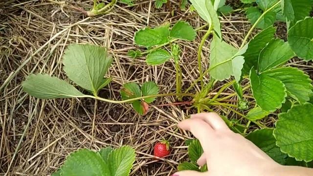 Сорта клубники КАРИМА ХАДЕМАР БРАВУРА смотреть онлайн