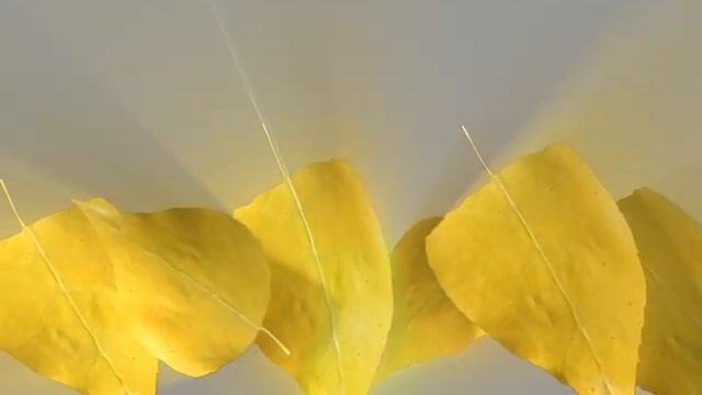 Falling flower effect, Green Screen Material || green screen video for editing || GSM786 смотреть онлайн