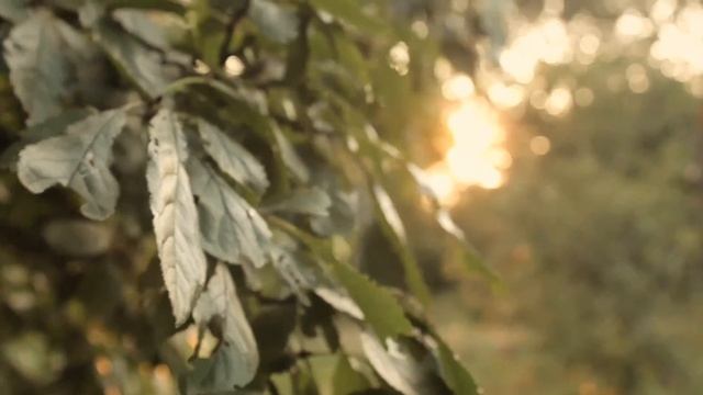 Пример видео Canon 500D. Как снимает видео фотоапарат которому 9 лет. Красивое видео. Природа