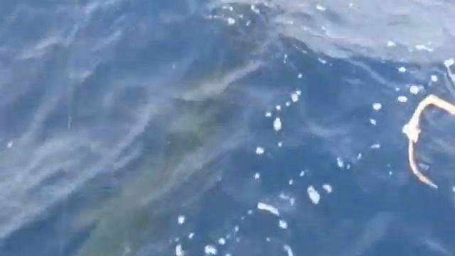 Рыбалка на парусника мальдивы sailfish fishing смотреть онлайн