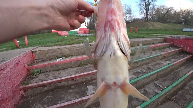 Весенний Судак 3 400 кг. канал им. Москвы. Весна. Рыбалка 2018. смотреть онлайн