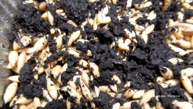 Проращиваем овес и пшеницу для кролика и собаки+эксперимент (семена из корма и всплывшие) за 7 дней смотреть онлайн