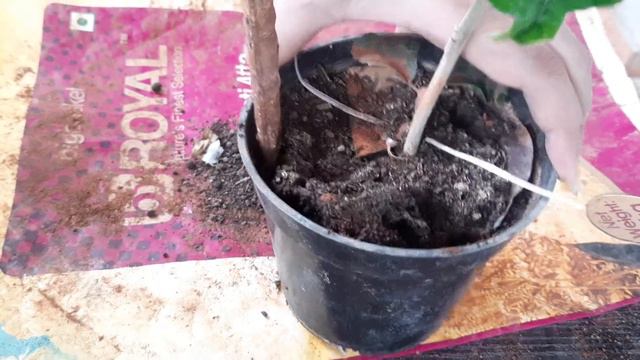 How To Repot A Blue Hibiscus Plant | Plant For Beginners смотреть онлайн