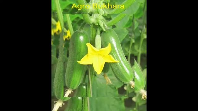 Орзу F1. Orzu F1. COCUMBER. Огурцы. Огурец мелкий сорть. смотреть онлайн