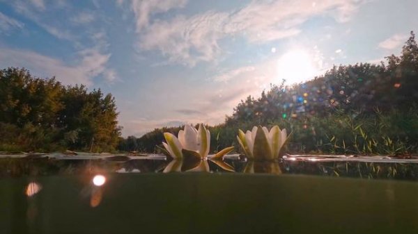 Раскрывание кувшинки