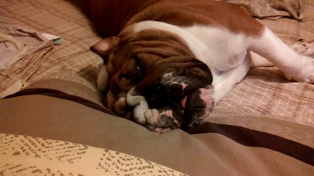 Английски бульдог Батуш охраняет дом. смотреть онлайн