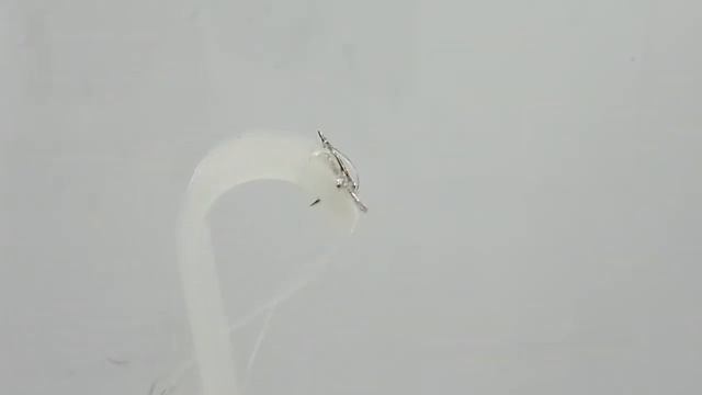 Серебряный значок "Герб России" смотреть онлайн