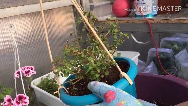 Болмо гулу | Королевская Пеларгониянын ангел сорттору | Quantock Double Diamond смотреть онлайн