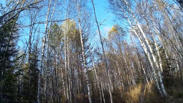 Охота. Экшн без монтажа #2. За рябчиком осенью. Hunting in russia смотреть онлайн