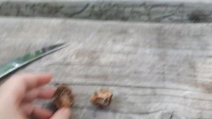 Маньчжурский орех! Плоды, что с ними делать?!)