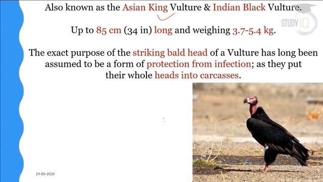 Uttar Pradesh's First Vulture Conservation Center in Gorakhpur - Know all about it #UPSC #IAS смотреть онлайн