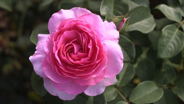 Пинк Фламинго - чайно гибридная роза, Оптовая продажа саженцев роз, Питомник Роз Полины Козловой смотреть онлайн