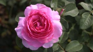 Пинк Фламинго - чайно гибридная роза, Оптовая продажа саженцев роз, Питомник Роз Полины Козловой