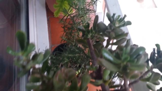 Комнатные растения зацветают. смотреть онлайн