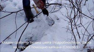 Охота на хоря (хорька) с капканом