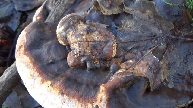 Dikrandtonderzwam - Ganoderma adspersum смотреть онлайн