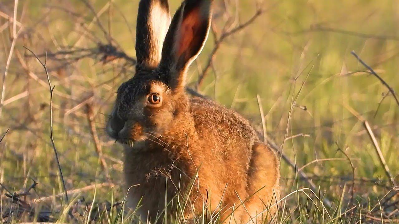 Зайчонок вышел поесть травки смотреть онлайн