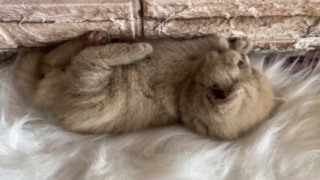 Funny kitten named Ray смотреть онлайн