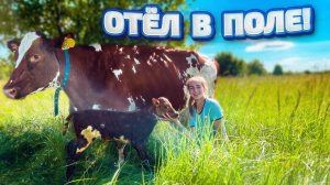 Отёл Айрширской коровы из Финляндии. Кормление телёнка. Молодая Ферма