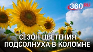 Яркие поля: сезон цветения подсолнуха стартовал в Коломне
