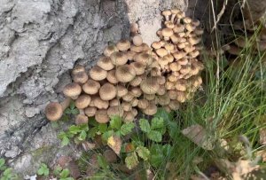 ГРИБАЛКА. ОЧЕНЬ МНОГО ГРИБОВ. СОБИРАЕМ ОСЕННИЕ ОПЯТА. ЛЕС РАДУЕТ СВОИМИ ДАРАМИ.