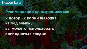 Овощи, которые хорошо растут в тени