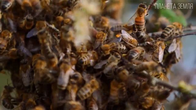 Пчелки факты про пчел.mp4 смотреть онлайн