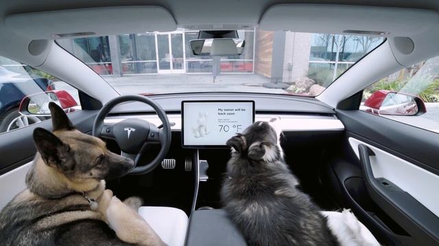 Introducing Dog Mode смотреть онлайн