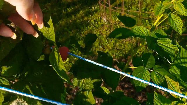 12 соток в начале августа.3.08.22.