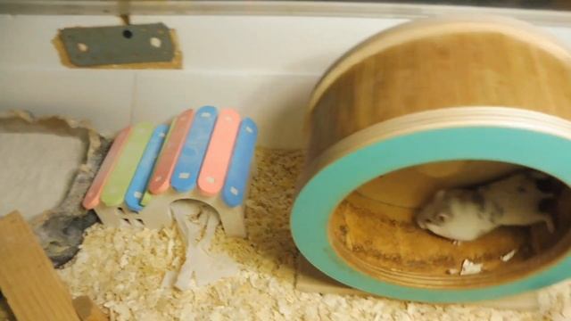 Спасение #хомяка из БАНКИ 30/07/2022/ Наш НОВЫЙ хомячок #кэмпбелла ОЧЕНЬ 