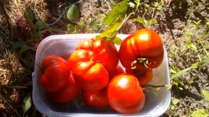 Томат Австралиец.  Приятно поразил вкусом. Сезон 2018 ( Лучший сорт универсального назначения)