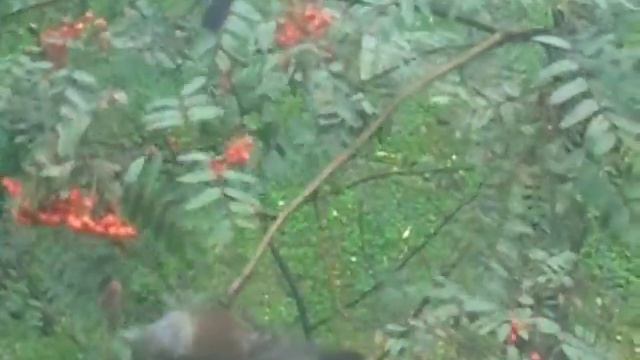 Крупный план Дрозды рябинники и скворец на рябине смотреть онлайн