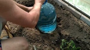 Капельный полив из пластиковых бутылок  или полив для ленивых.