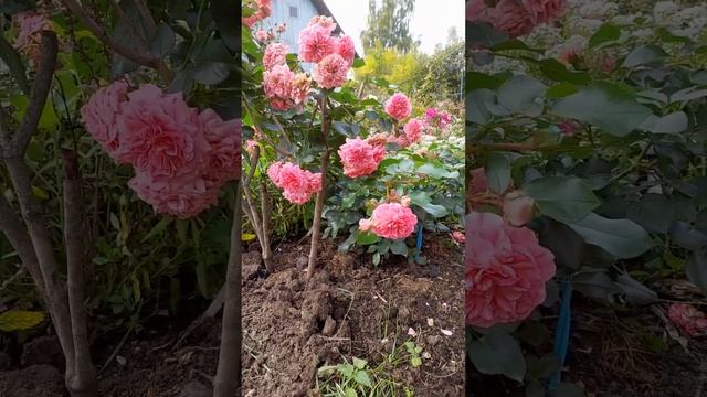 Дача.Мои цветы. Почвопокровная роза "Четыре сезона". смотреть онлайн