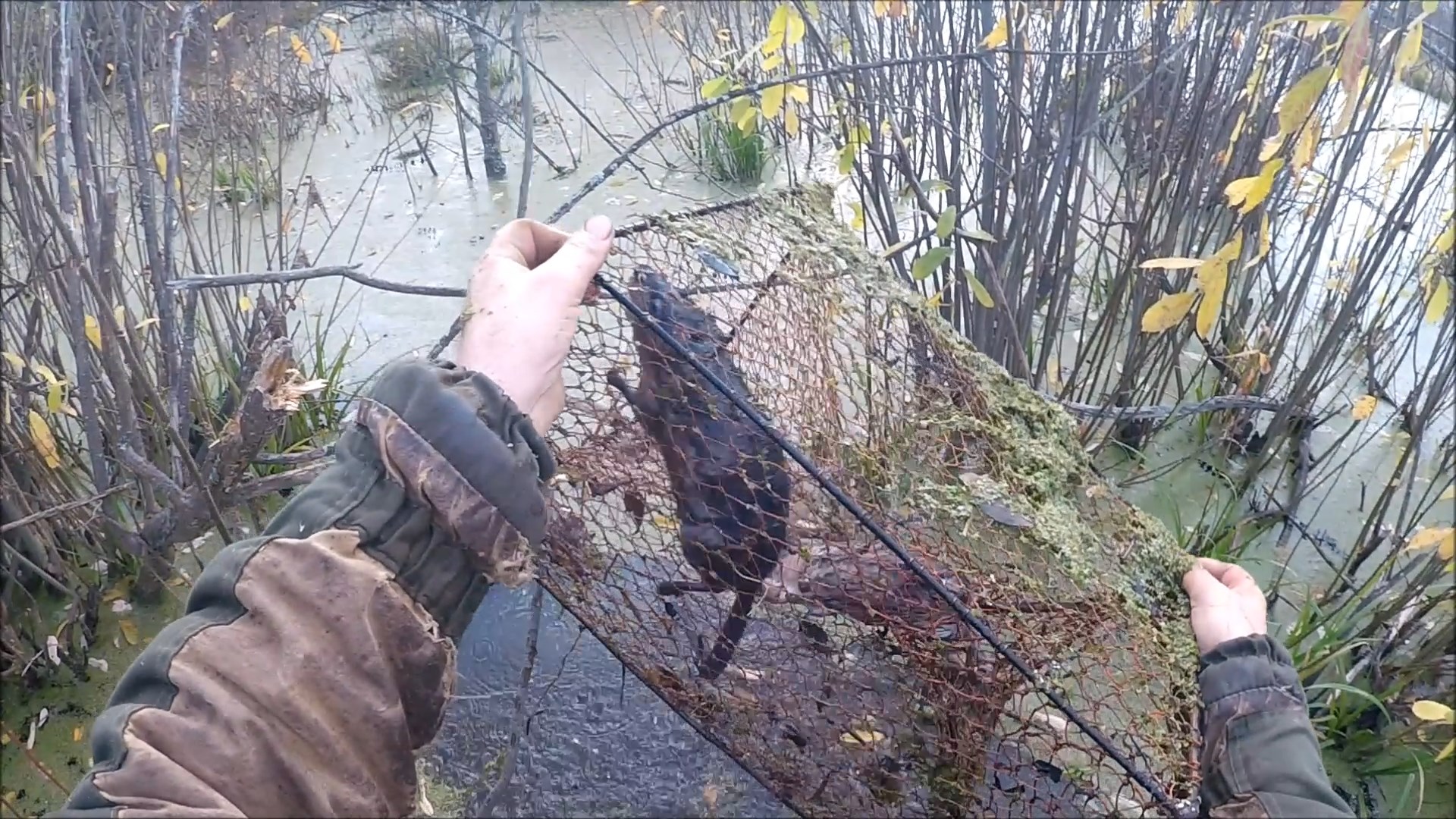 Охота на ондатру с мордами (Будни охотника и рыбака) смотреть онлайн