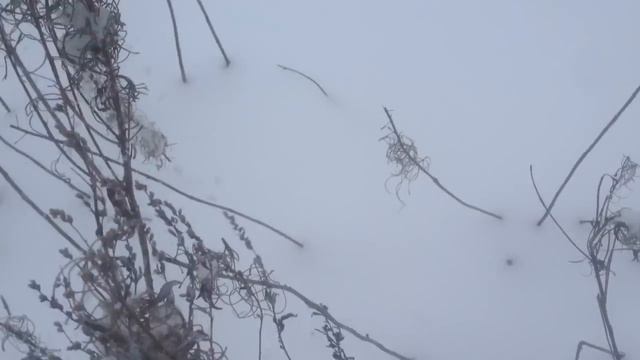 Прогулка по заснеженному Подмосковью !!! смотреть онлайн