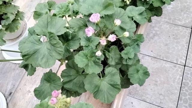 #223.Прекраснейшие современные пеларгонии! Особенности в уходе за гибридами! смотреть онлайн