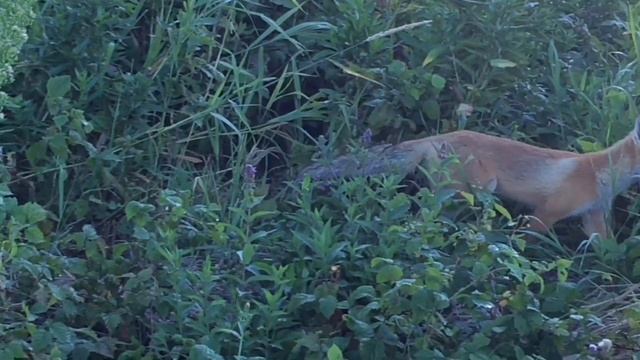 Лиса утащила рыбу из закрытого котелка! / The fox dragged the fish смотреть онлайн