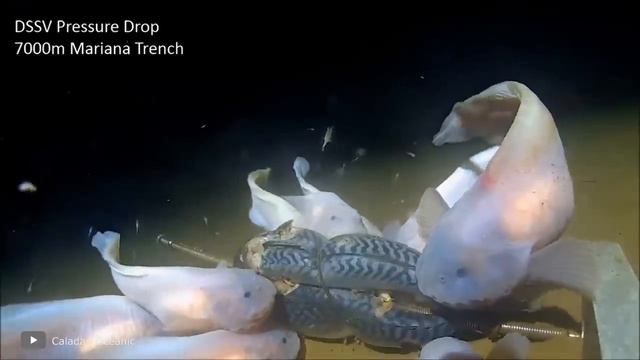 Самая Опасная Рыба в Мире, Которую Боятся Даже Змеи смотреть онлайн