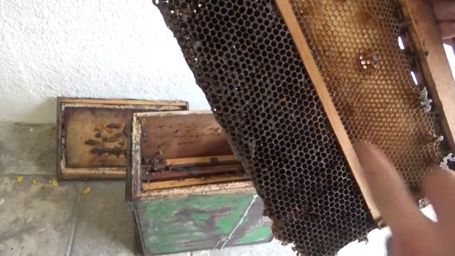 что в ловушке в которой прожили 4 года пчёлы на дереве смотреть онлайн