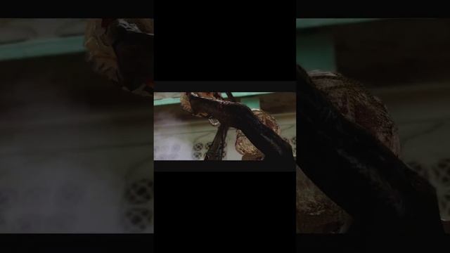 #Shorts #residentevil5 #Пила #Saw смотреть онлайн
