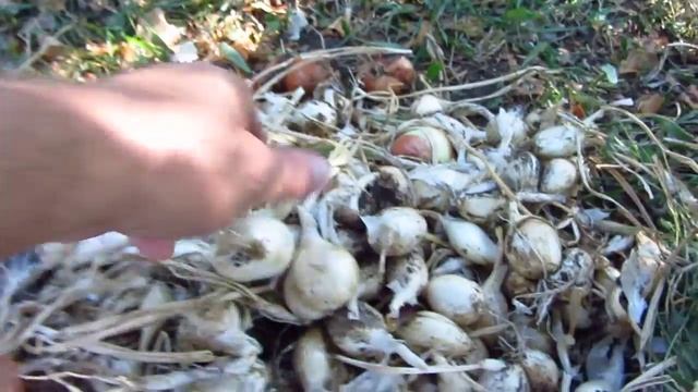 Лук шалот дубль №1 смотреть онлайн