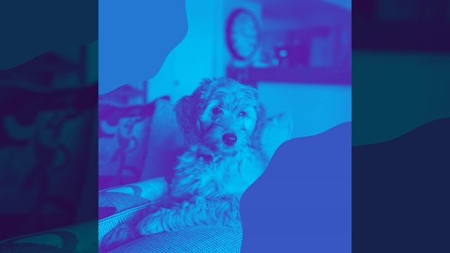 Атмосфера (Дрессировка собак) смотреть онлайн