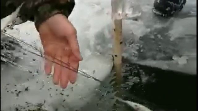 Мормыш съедает рыбу пелядь. смотреть онлайн