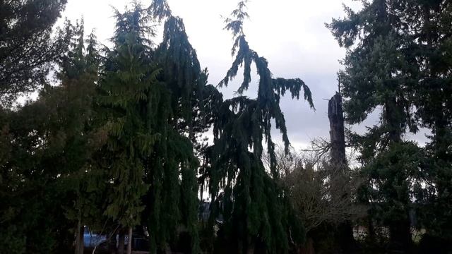 Weeping Douglas Fir / Pseudotsuga menziesii 'Pendula' смотреть онлайн