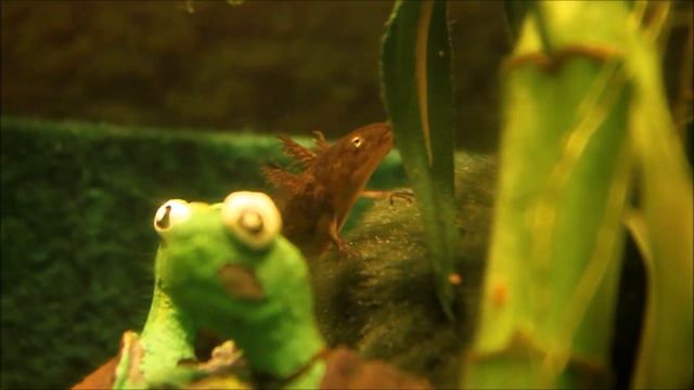 All About Northwestern Salamander Larvae! смотреть онлайн